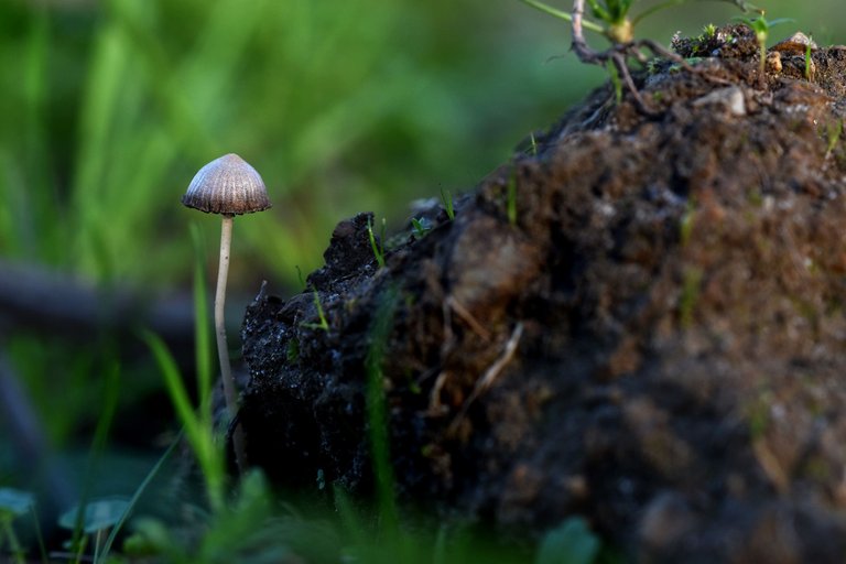 tiny mushroom jan 6.jpg