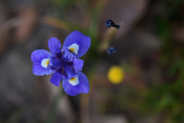 Gynandriris sisyrinchium wild iris 3.jpg