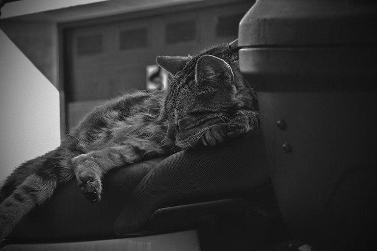 Lisbon cat 2.jpg