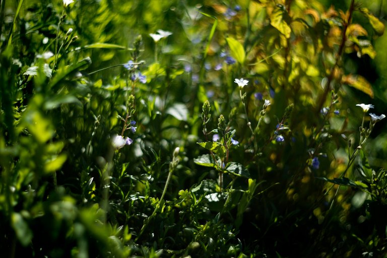 wildflowers lawn helios 1.jpg