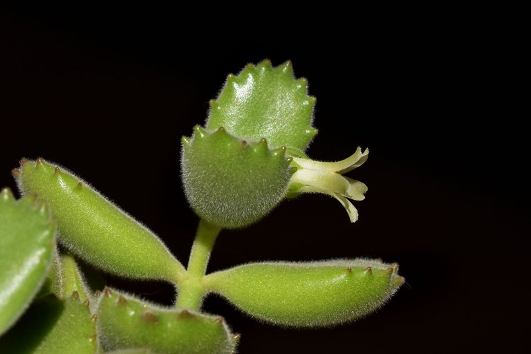 Cotyledon tomentosa flower 2021 4.jpg