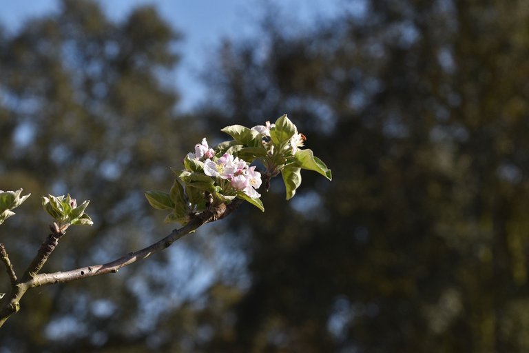 fruit tree blossoms 1.jpg