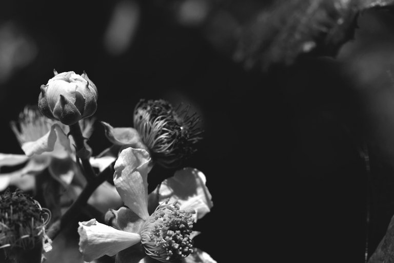 blackberry flowers bw 3.jpg