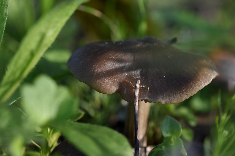mushroom group lawn 1.jpg