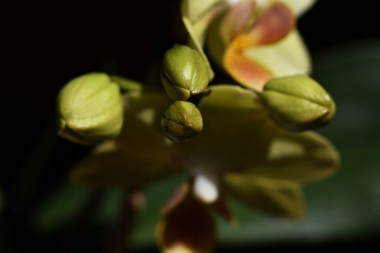 Mini phalaenopsis yellow 2023 3.jpg