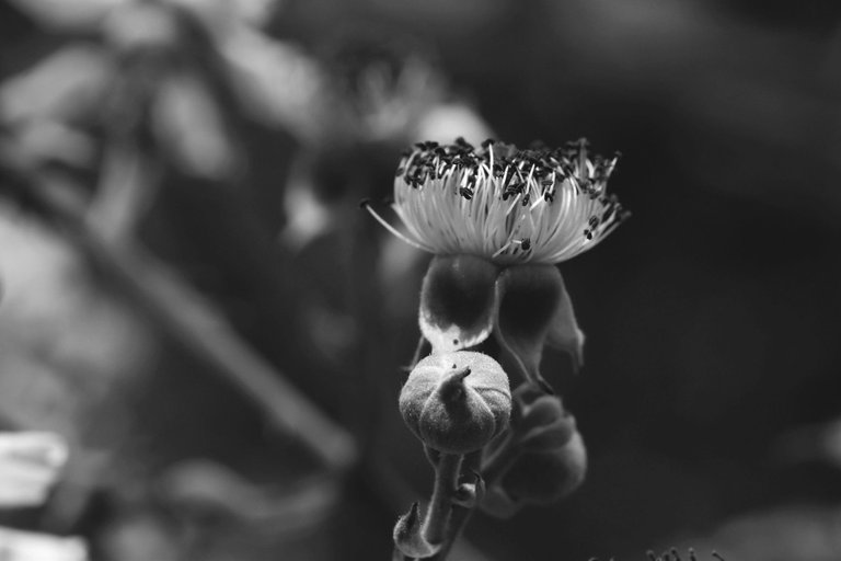 blackberry flowers bw 7.jpg