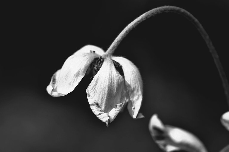 Anemone garden bw 4.jpg