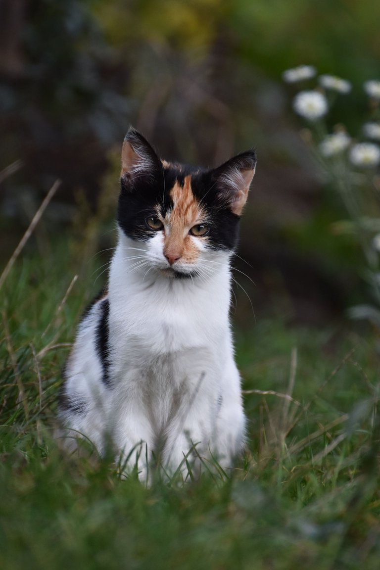 Calico kitty pl 2.jpg