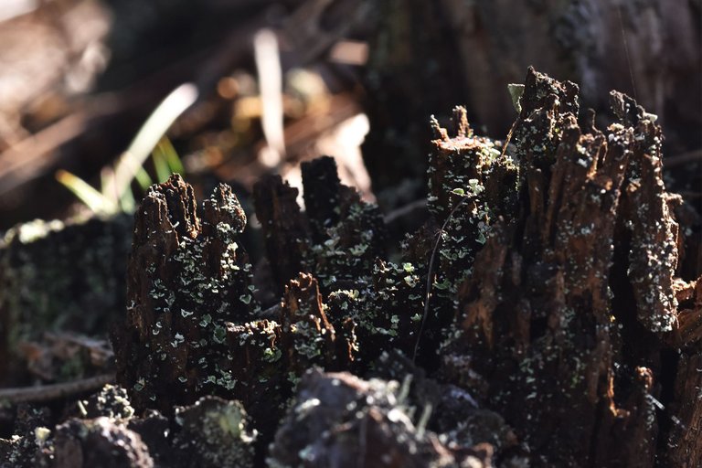 Lichen Cladonia pyxidata old stump 7.jpg