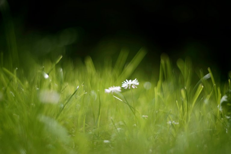 daisies grass helios 1.jpg