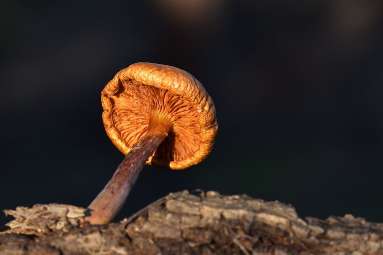 Gymnopilus suberis orange mushroom cork bark 7.jpg