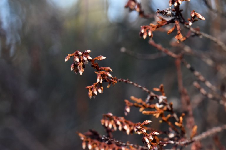 dry heather milk bokeh 2.jpg