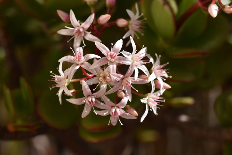 Crassula ovata flowers 2022 5.jpg