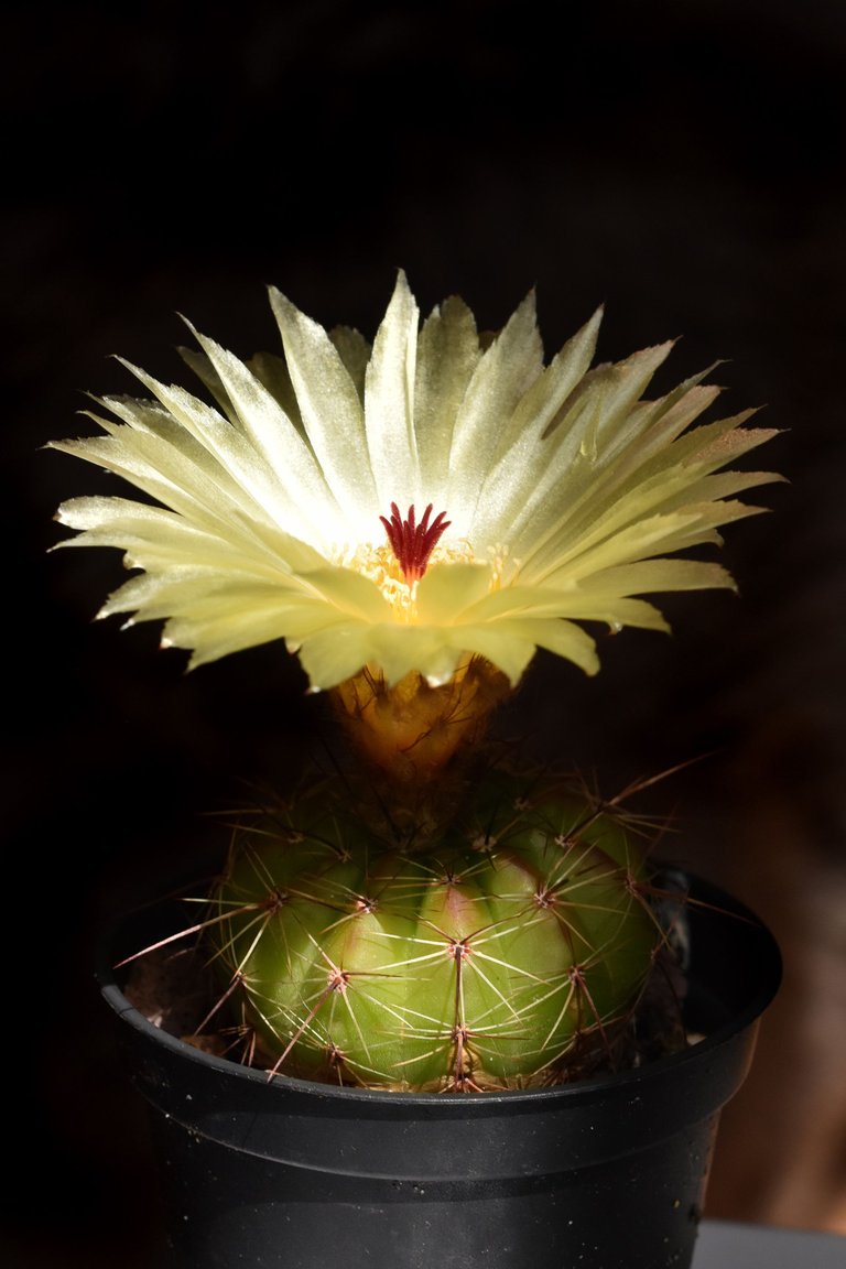 Notocactus Ottonis flowers 2021 2.jpg