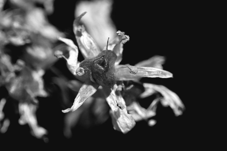 wild garlic flower 1.jpg
