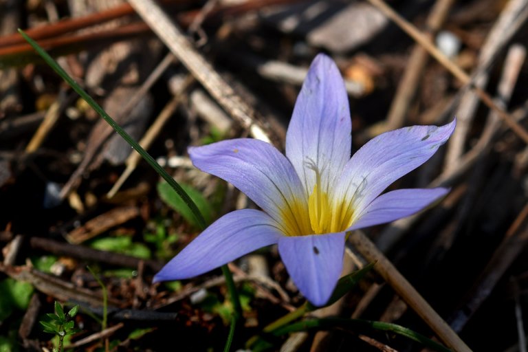 Romulea bulbocodium crocus 9.jpg