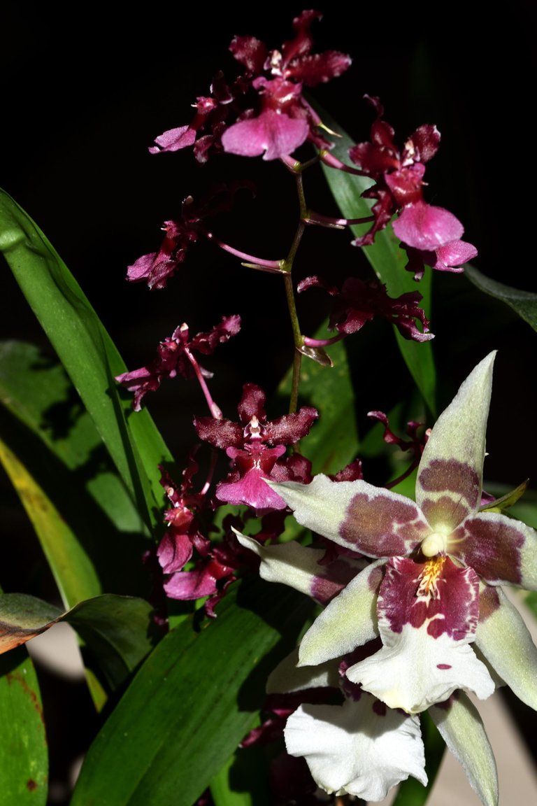 Beallara Tahoma Glacier 2021 13.jpg