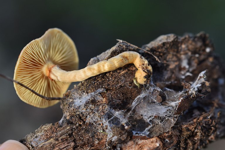 Gymnopilus suberis orange mushrooms pt  2.jpg