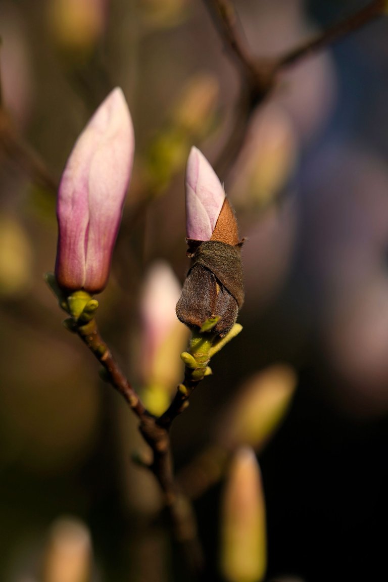 magnolia buds Samyang AF 135mm 9.jpg