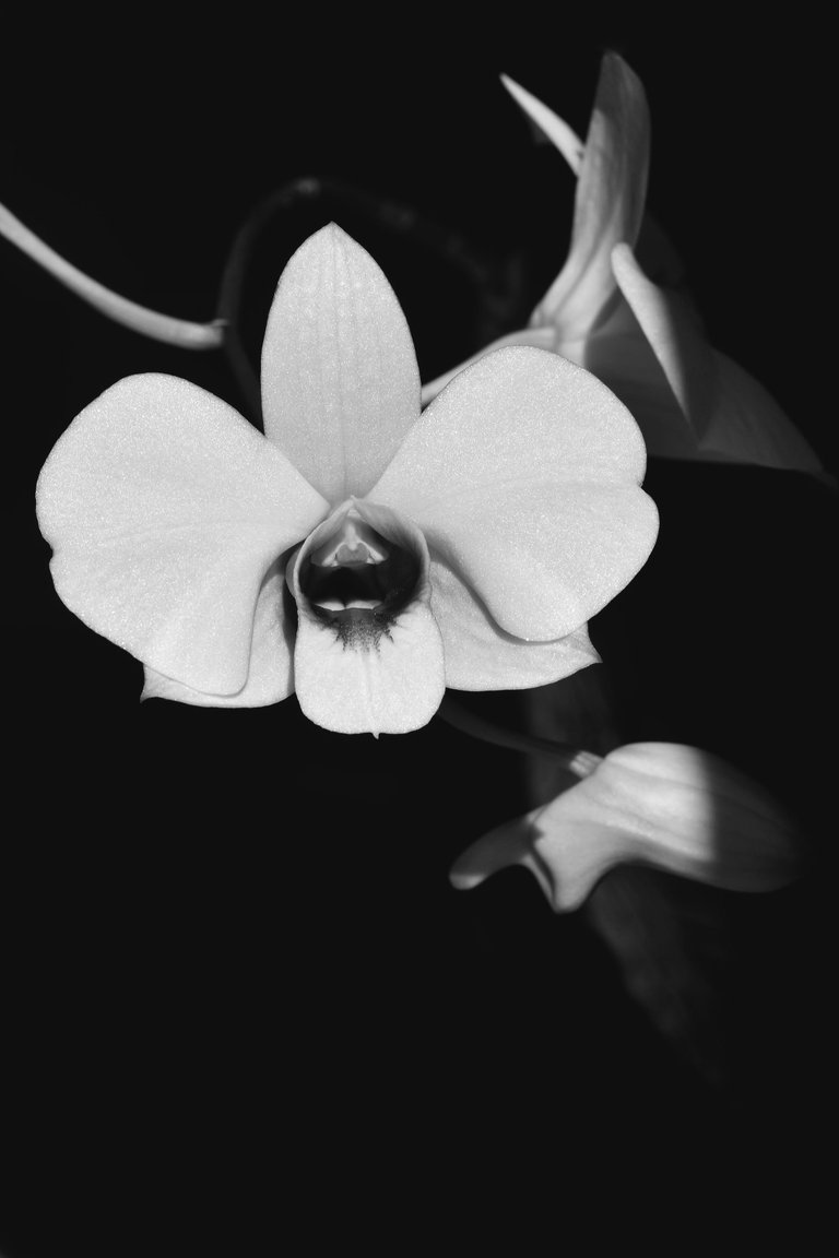 dendrobium bigibbum var compactum bw 6.jpg