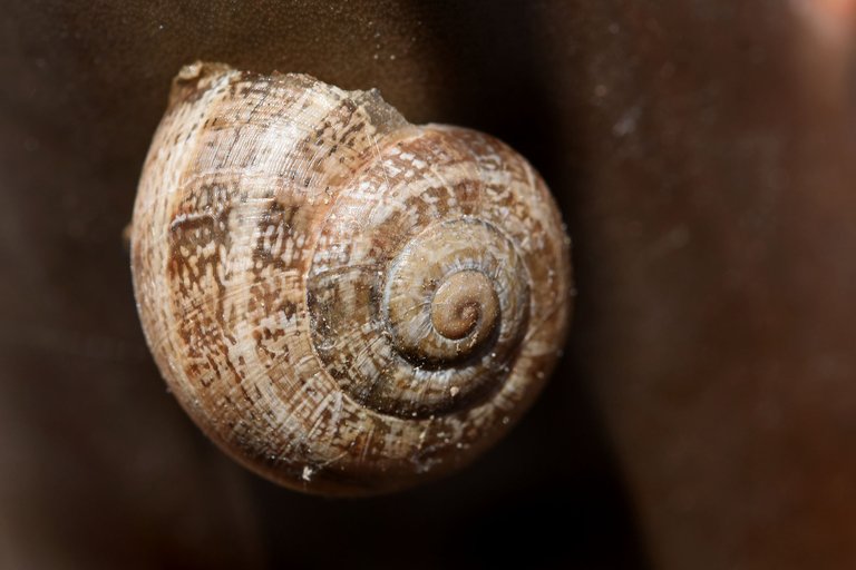 Snail shells aloe 4.jpg
