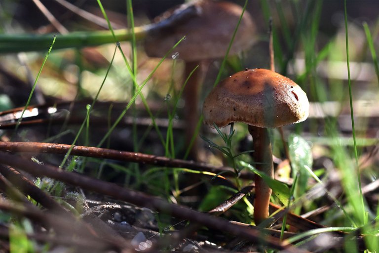 small mushrooms park 6.jpg