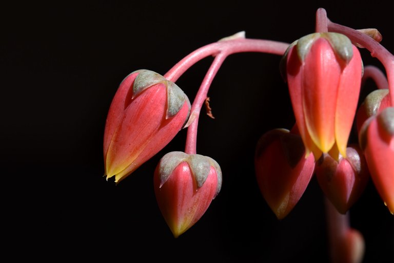 echeveria purpusorum flowers 6.jpg