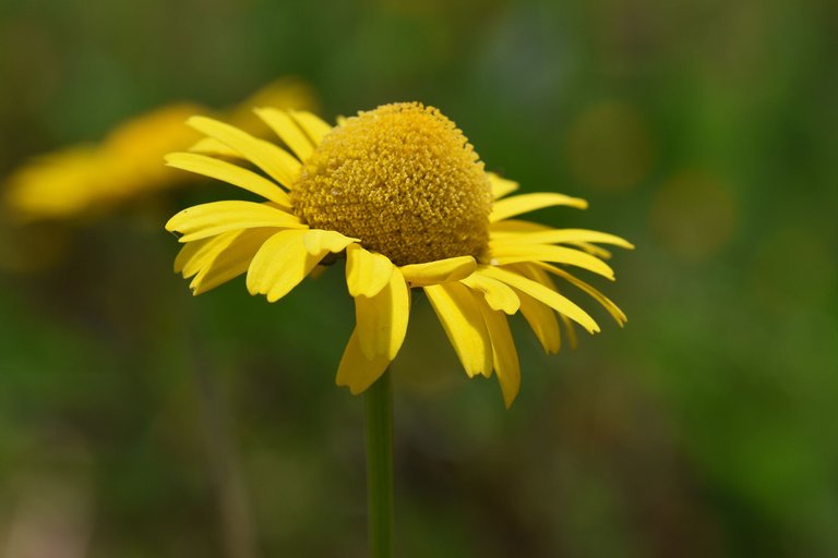 Coleostephus myconis yellow wildflower 2.jpg