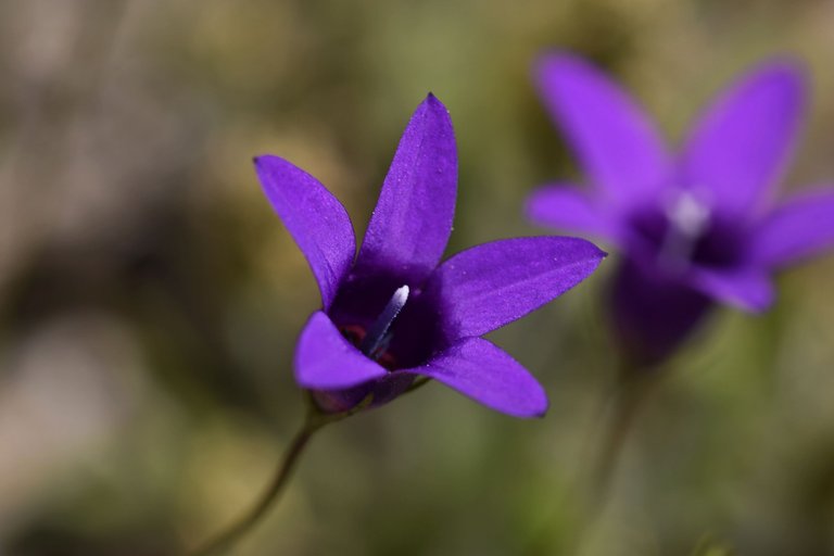 Campanula lusitanica blue flower 3.jpg