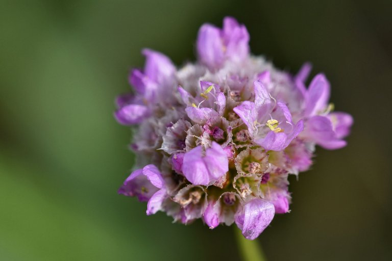 sea thrift pl 2.jpg