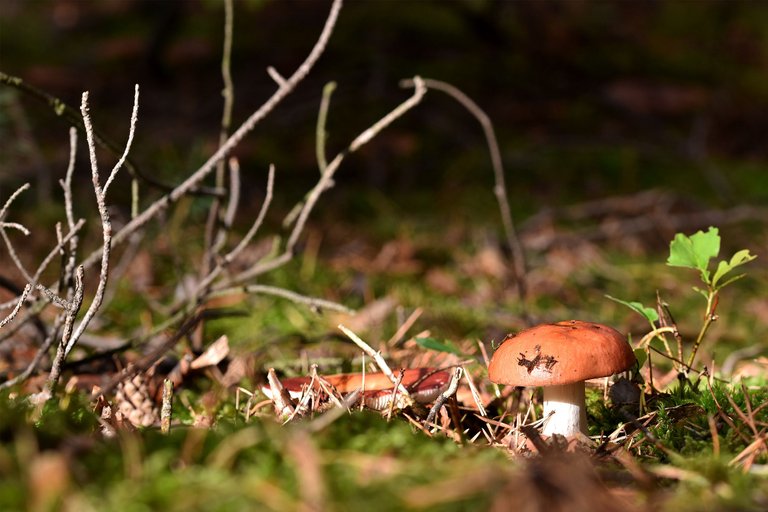 Red russula mushrooms pl 4.jpg