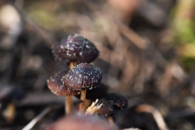 small brown mushroom sugarcoated 7.jpg