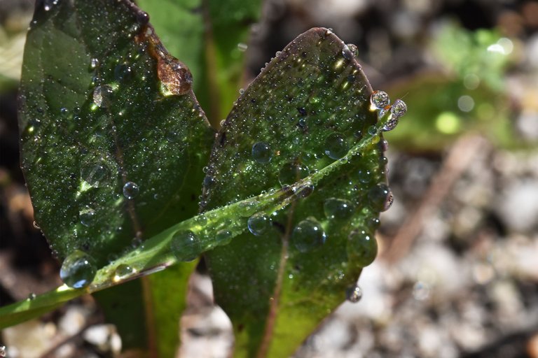 waterdrops leaf macro 2.jpg