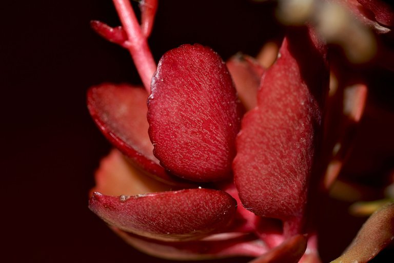 kalanchoe blossfeldiana 2023 7.jpg