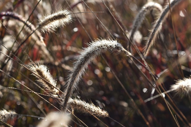 dry grass flower waterdrops 10.jpg