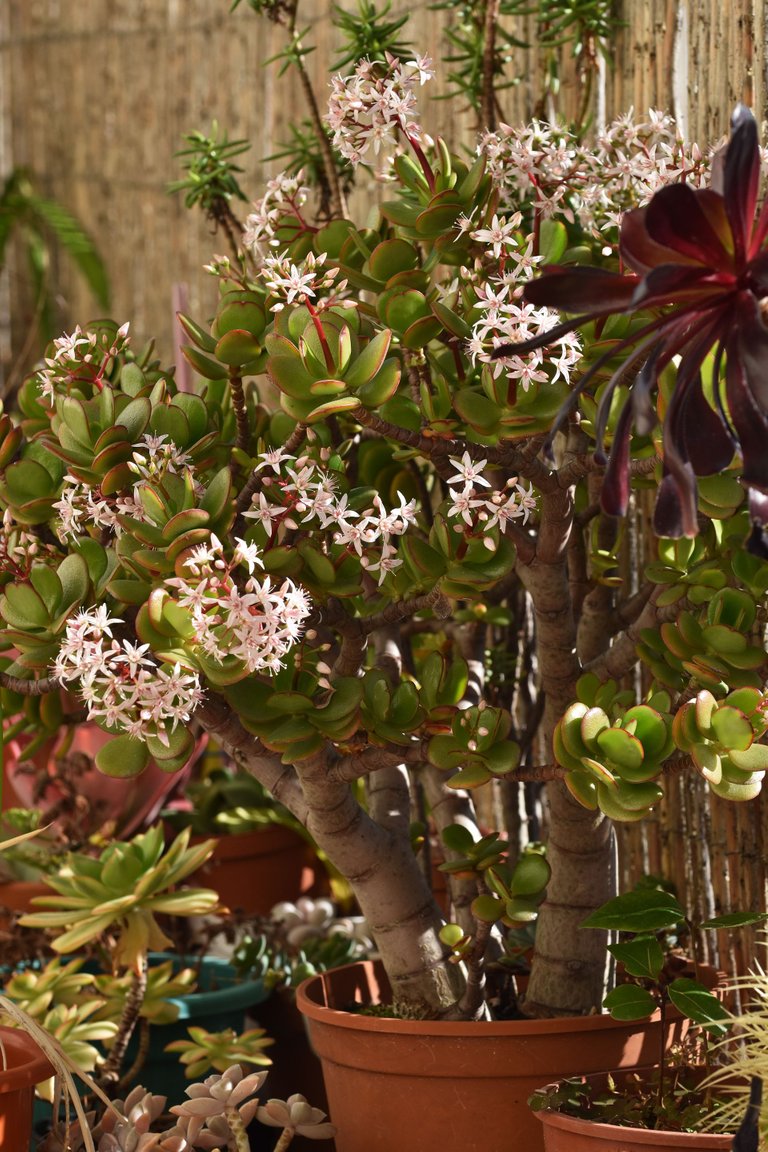 Crassula ovata flowers 2022 12.jpg