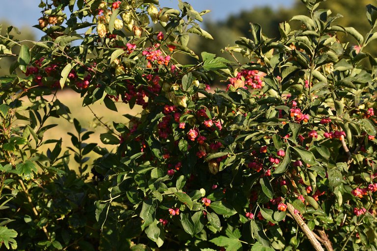 Euonymus europaeus trzemielina fruits pl 9.jpg