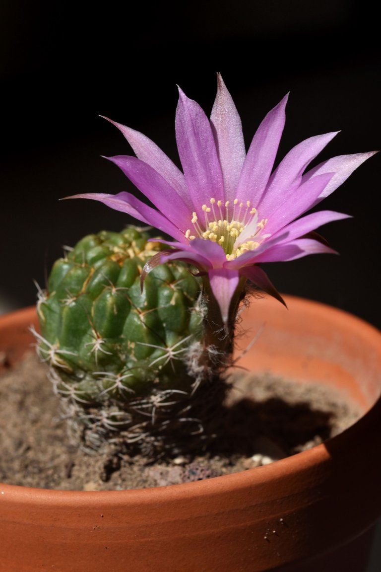 Lobivia Wrightiana flower 2021 4.jpg