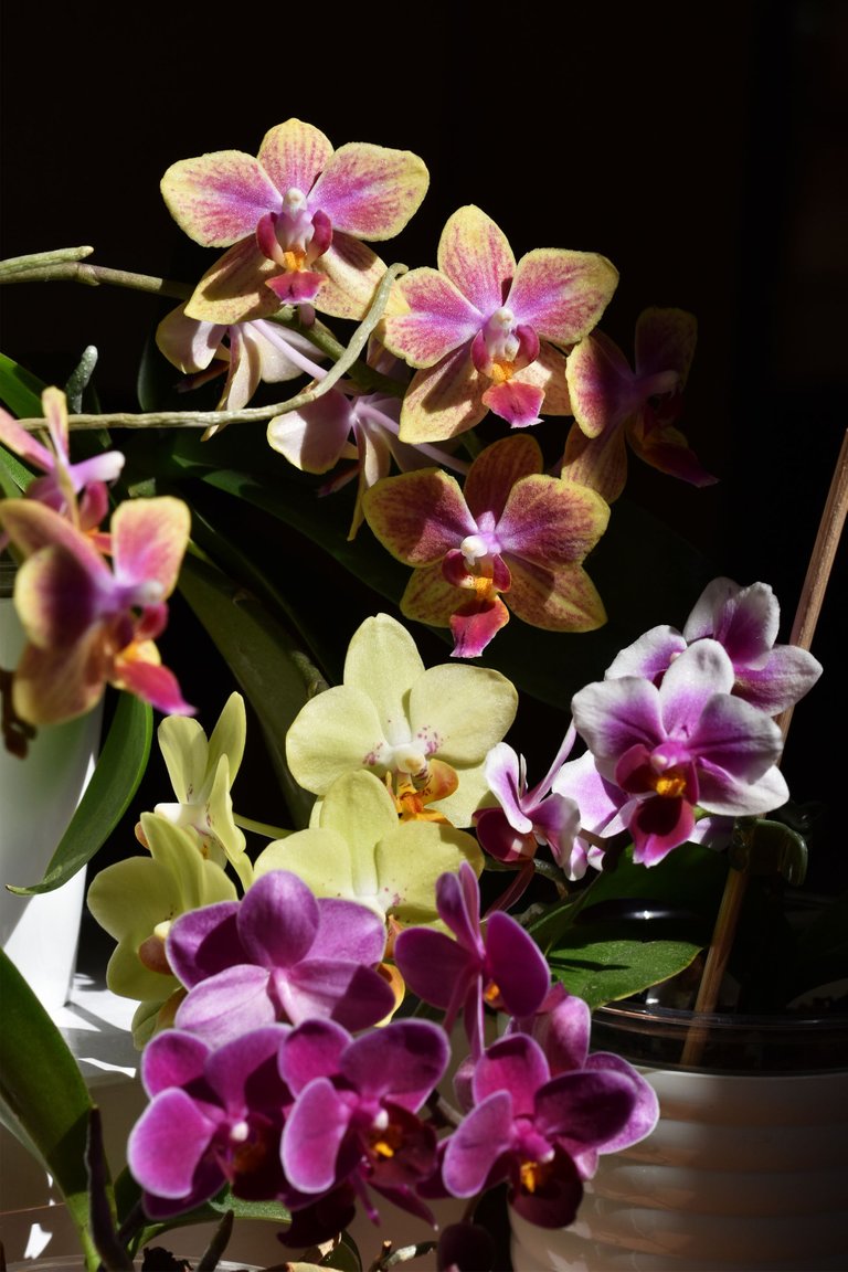 mini orchids blooming 2022 5.jpg