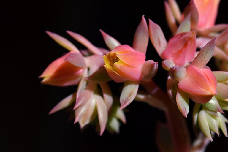 Echeveria Mandala flower 3.jpg