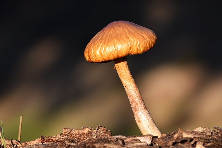 Gymnopilus suberis orange mushroom cork bark 1.jpg