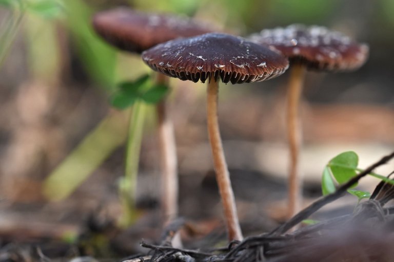 small brown mushroom sugarcoated.jpg
