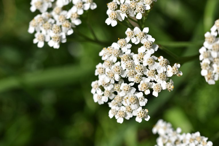 Achillea millefolium wildflower pl 9.jpg