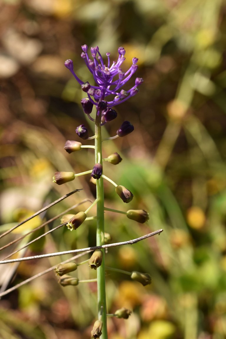 Leopoldia comosa grape hyacinth purple 6.jpg