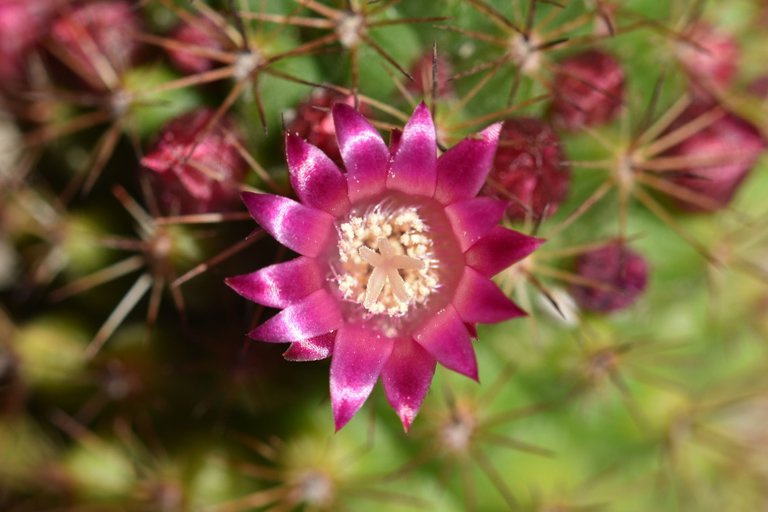 Mammillaria Backebergiana 2025 2.jpg