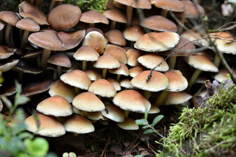 sulphur tuft brown mushrooms group pl 5.jpg