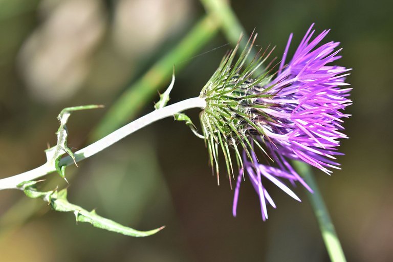 Giant thistle park 13.jpg