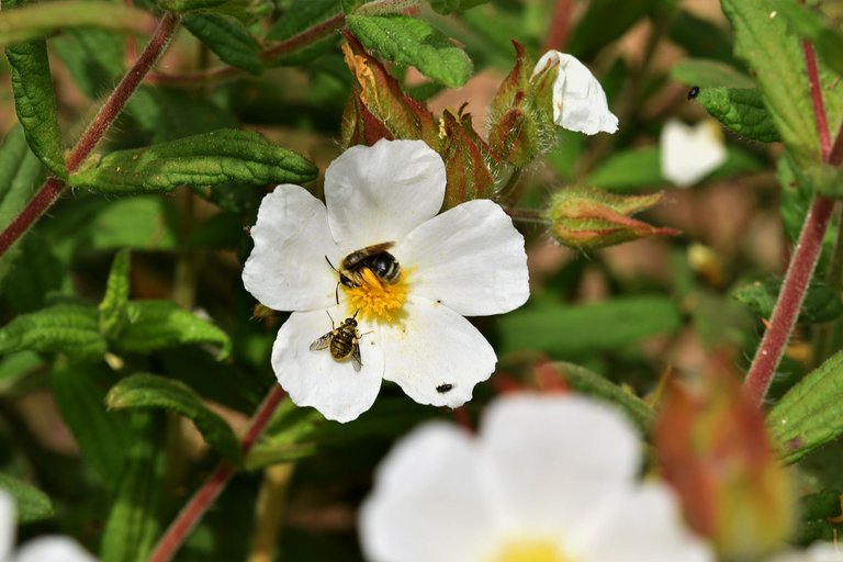 round brown fly cistus 1.jpg