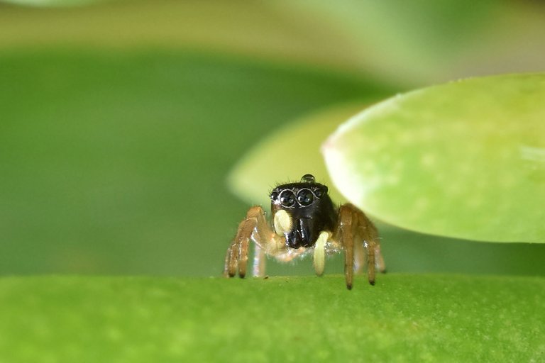 black jumping spider ice plant 7.jpg