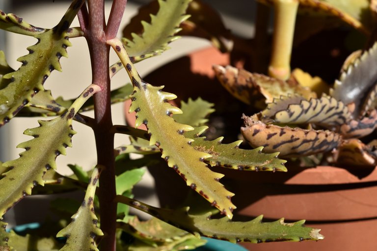 kalanchoe daigremontiana lucky bells 2023.jpg